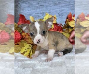 Chihuahua Puppy for sale in PALM BEACH GARDENS, FL, USA