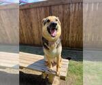 Small #1 German Shepherd Dog