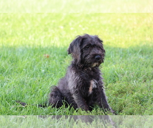 Miniature Labradoodle Puppy for sale in MANHEIM, PA, USA