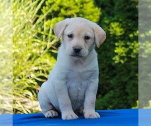 Labrador Retriever Puppy for sale in GORDONVILLE, PA, USA