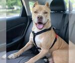 Small #2 American Staffordshire Terrier
