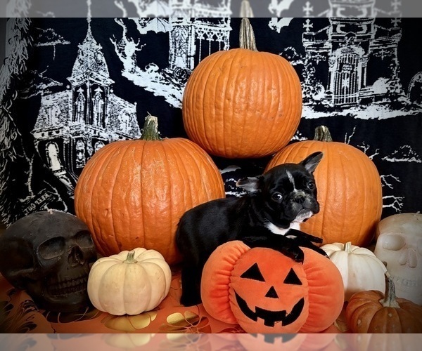 Medium Photo #1 French Bulldog Puppy For Sale in YUCCA VALLEY, CA, USA