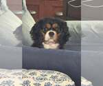 Small #1 Cavalier King Charles Spaniel