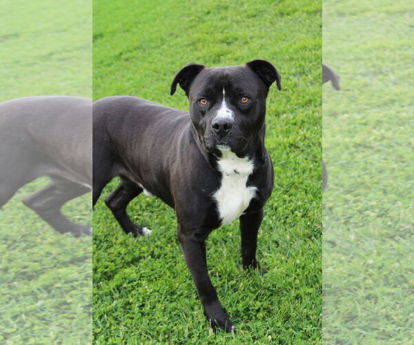 Medium Photo #2 Mutt Puppy For Sale in Petaluma, CA, USA