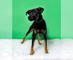 Small Photo #2 Miniature Pinscher-Unknown Mix Puppy For Sale in Greenville, SC, USA