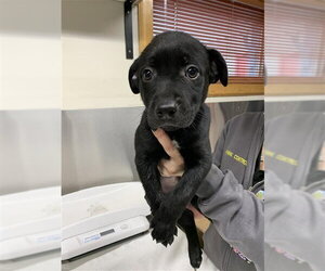 Labrador Retriever-Unknown Mix Dogs for adoption in Fairbanks, AK, USA