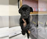 Small Labrador Retriever Mix