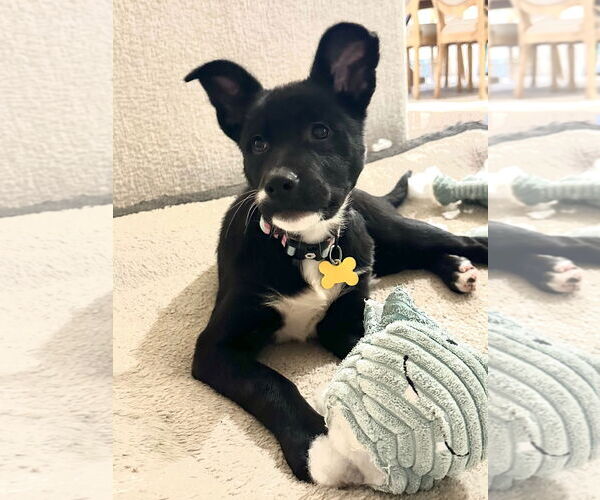 Medium Photo #5 Labrador Retriever-Unknown Mix Puppy For Sale in Sandy, UT, USA