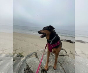 Runi - Female Mutt Dog for Adoption - Photo #3