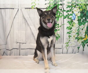 German Shepherd Dog-Unknown Mix Dogs for adoption in Oroville, CA, USA