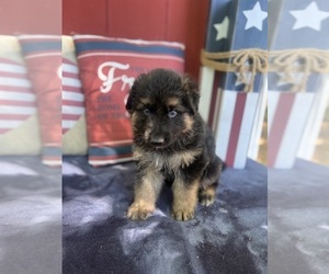 German Shepherd Dog Puppy for Sale in AUSTIN, Indiana USA