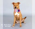 Small #1 Labrador Retriever Mix