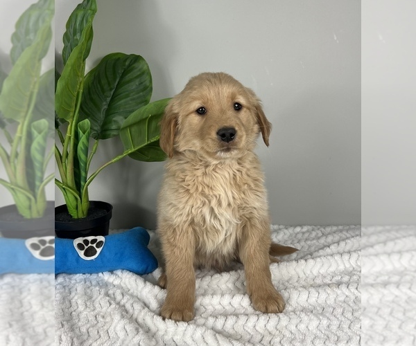 Medium Photo #4 Goldendoodle (Miniature) Puppy For Sale in FRANKLIN, IN, USA