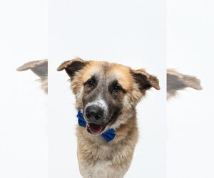 Biscuit (Chip) - Male Anatolian Shepherd-Unknown Mix Dog for Adoption - Photo #6