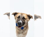 Small #5 Anatolian Shepherd Mix