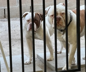 Medium American Bulldog
