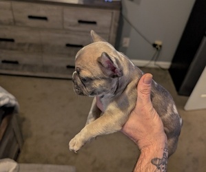 Medium French Bulldog