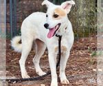 Small Photo #6 Collie-Great Pyrenees Mix Puppy For Sale in Washington, DC, USA