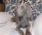 Puppy 2 Weimaraner