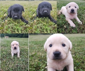 Labrador Retriever Puppy for sale in GREENVILLE, SC, USA