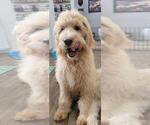 Puppy 1 Goldendoodle