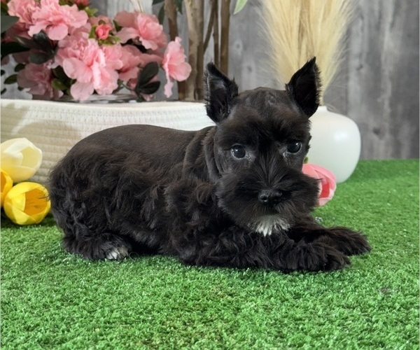 Medium Photo #1 Schnauzer (Miniature) Puppy For Sale in CANOGA, NY, USA