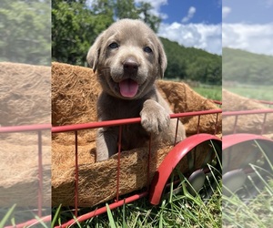 Labrador Retriever Puppy for Sale in NEOLA, West Virginia USA