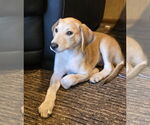 Small #1 Mutt