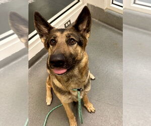 German Shepherd Dog Dogs for adoption in Glen Allen, VA, USA