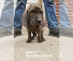 Small Photo #18 Plott Hound Puppy For Sale in MIDVALE, UT, USA