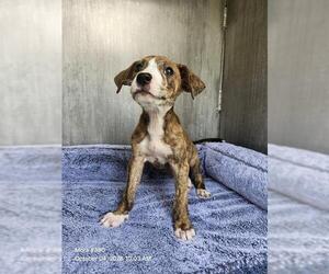 American Staffordshire Terrier-Unknown Mix Dogs for adoption in San Antonio, TX, USA