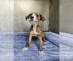 TRINITY - Female American Staffordshire Terrier-Unknown Mix Dog for Adoption - Small photo