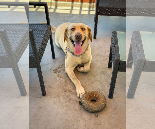 Medium Photo #5 Labrador Retriever Puppy For Sale in San Diego, CA, USA