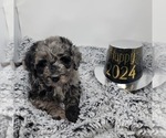 Small Photo #3 Bernedoodle Puppy For Sale in VERONA, MO, USA