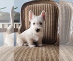 Small Photo #1 Scottish Terrier Puppy For Sale in EVA, AL, USA