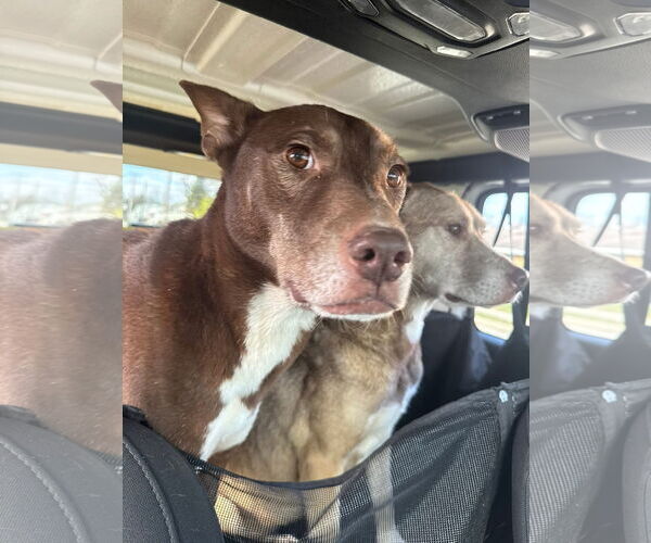 Medium Photo #6 Siberian Husky-Unknown Mix Puppy For Sale in Germantown, OH, USA