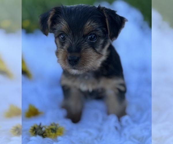 Medium Photo #10 Yorkshire Terrier Puppy For Sale in ROCK STREAM, NY, USA