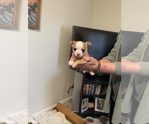 Chihuahua Puppy for sale in COLUMBIA, SC, USA