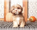 Small #1 Shih Tzu