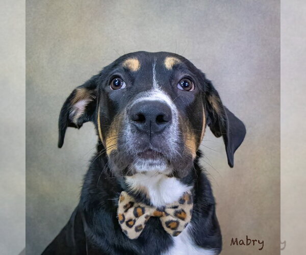 Medium Photo #2 Mutt Puppy For Sale in Hot Springs Village, AR, USA