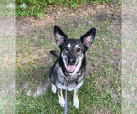 Small #3 German Shepherd Dog