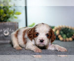 Small #2 Cavapoo (Miniature)