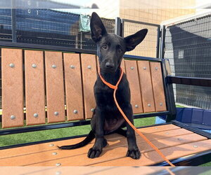 German Shepherd Dog-Unknown Mix Dogs for adoption in Orange, CA, USA