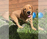 Small #5 Golden Retriever