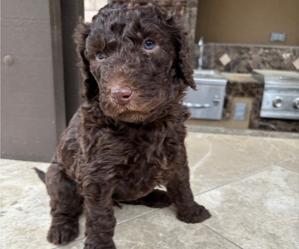 Medium Photo #6 Poodle (Standard) Puppy For Sale in TEMECULA, CA, USA