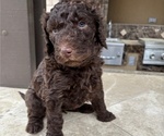 Small #1 Poodle (Standard)