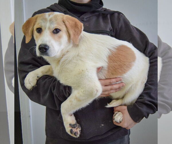 Medium Photo #2 Labrenees Puppy For Sale in Huntley, IL, USA