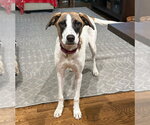 Small #6 Rat Terrier Mix