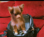 Puppy 3 Chiranian