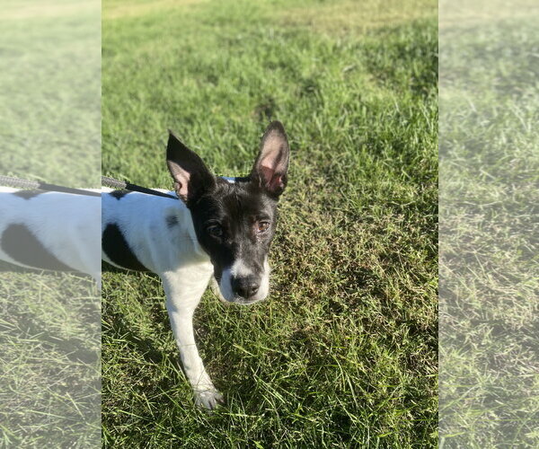 Medium Photo #1 Mutt Puppy For Sale in Raleigh, NC, USA
